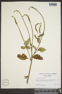 Heliotropium indicum image