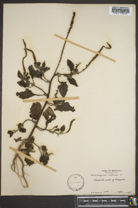 Heliotropium indicum image