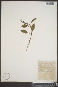 Heliotropium indicum image