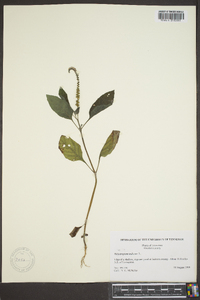 Heliotropium indicum image