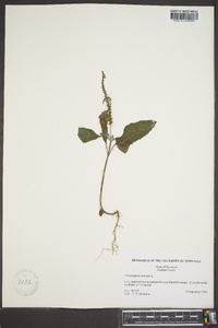 Heliotropium indicum image