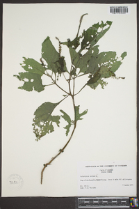 Heliotropium indicum image