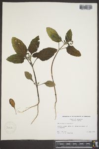 Heliotropium indicum image