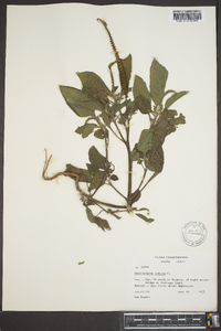 Heliotropium indicum image