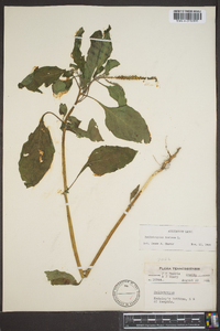 Heliotropium indicum image