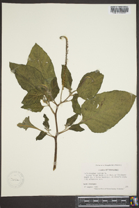 Heliotropium indicum image