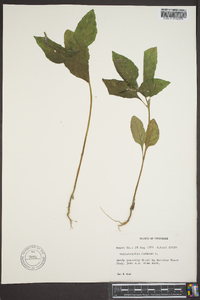 Heliotropium indicum image