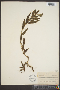 Heliotropium anchusifolium image