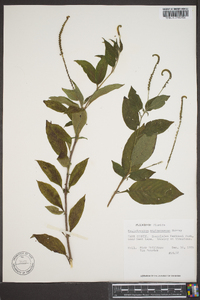 Heliotropium angiospermum image