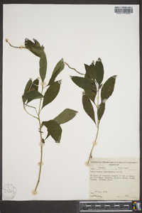 Heliotropium angiospermum image