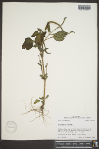 Heliotropium indicum image