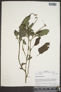 Heliotropium indicum image