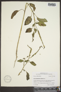 Heliotropium indicum image