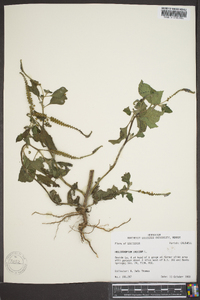 Heliotropium indicum image