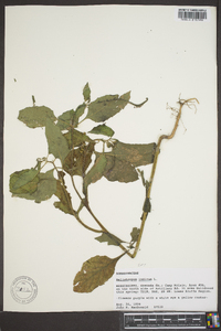 Heliotropium indicum image