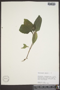 Heliotropium indicum image