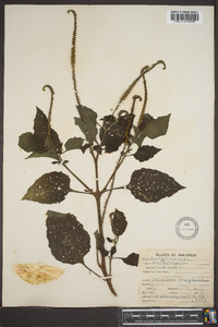 Heliotropium indicum image