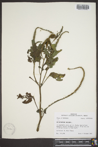 Heliotropium indicum image