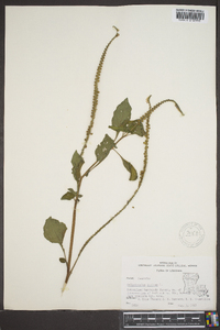 Heliotropium indicum image