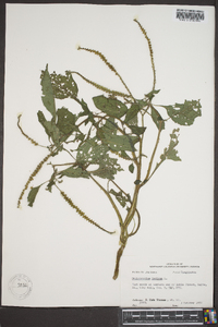 Heliotropium indicum image