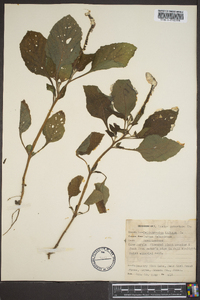 Heliotropium indicum image