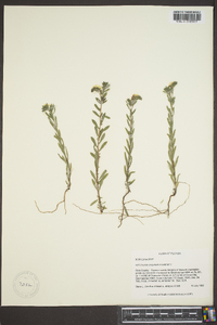 Heliotropium polyphyllum image