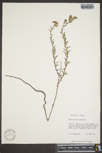 Heliotropium polyphyllum image