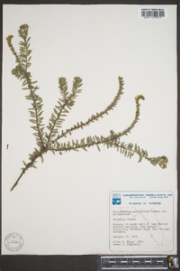 Heliotropium polyphyllum image