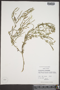 Heliotropium procumbens image