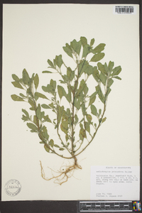 Heliotropium procumbens image