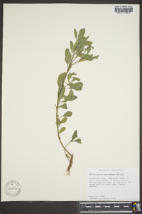 Heliotropium procumbens image