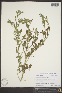 Heliotropium procumbens image