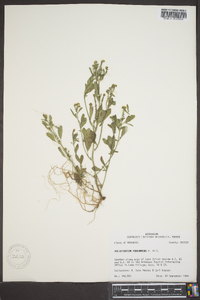 Heliotropium procumbens image