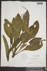 Cynoglossum virginianum image