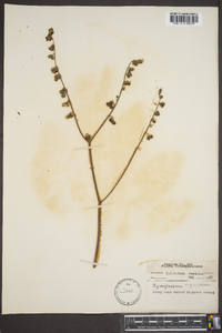 Cynoglossum virginianum image