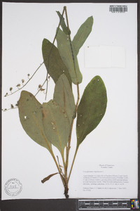 Cynoglossum virginianum image