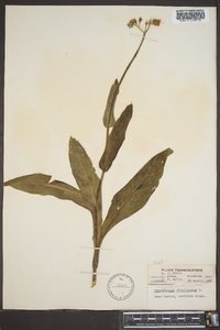 Cynoglossum virginianum image