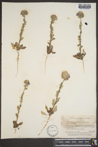 Phacelia strictiflora image