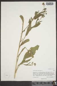 Cynoglossum officinale image