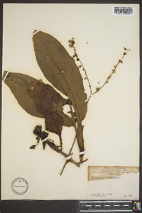 Cynoglossum virginianum image