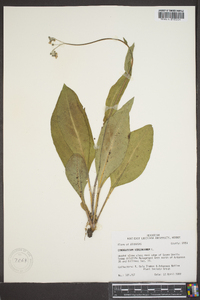 Cynoglossum virginianum image