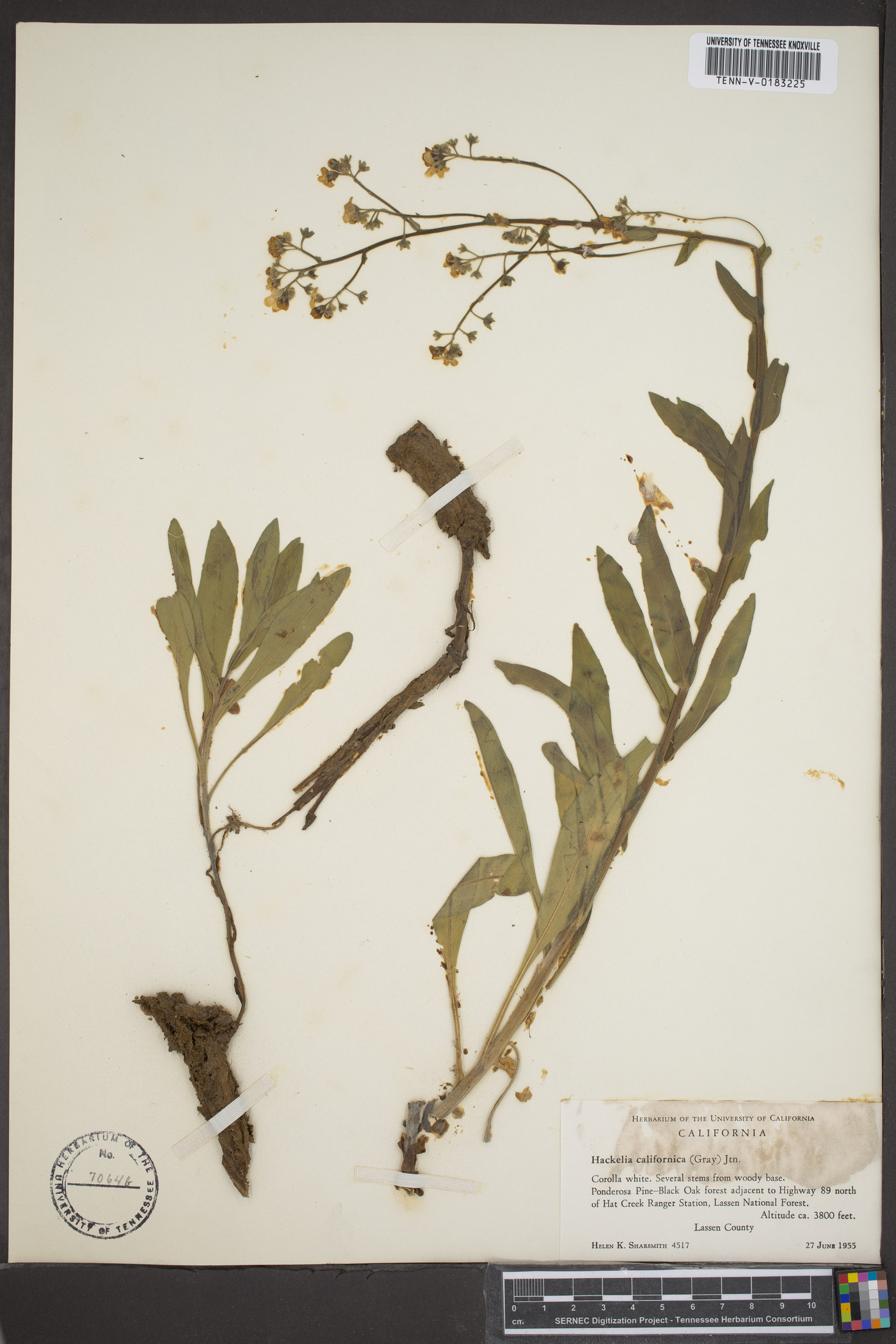 Hackelia californica image