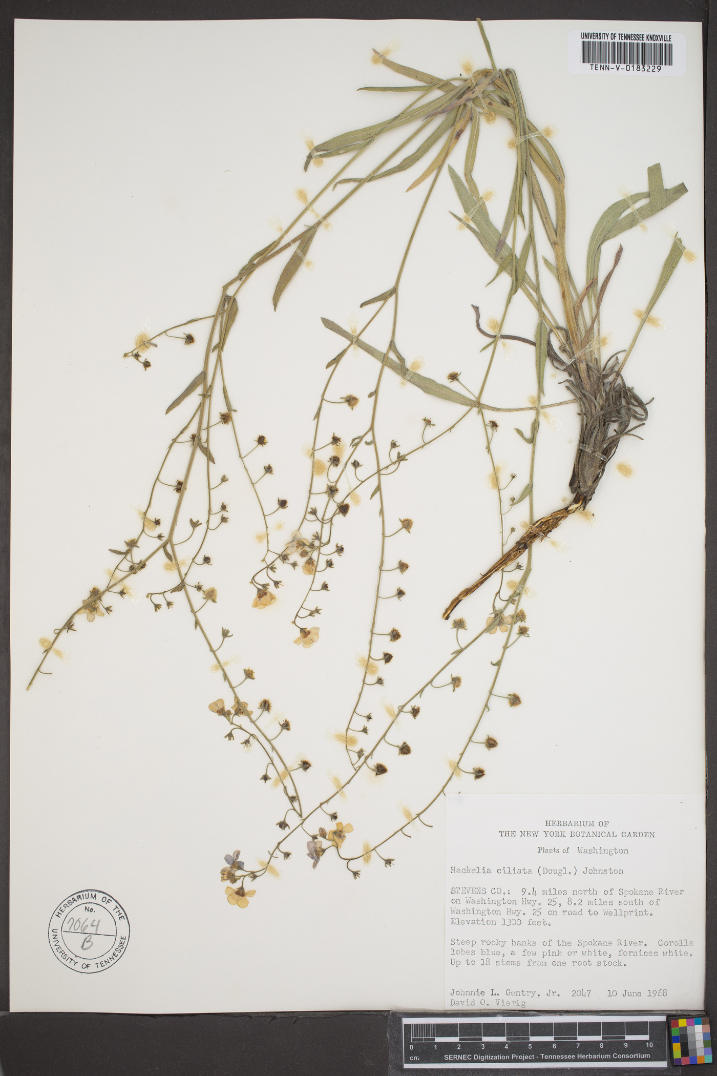 Hackelia ciliata image