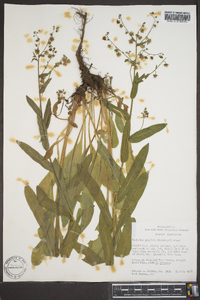 Hackelia jessicae image