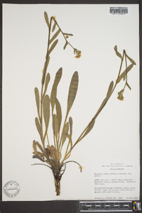 Hackelia patens var. harrisonii image