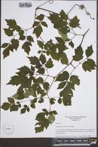 Ampelopsis arborea image