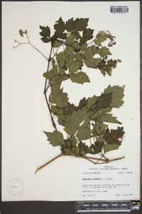 Ampelopsis arborea image