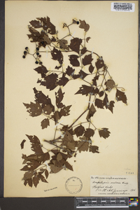 Ampelopsis arborea image