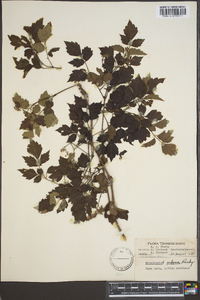 Ampelopsis arborea image