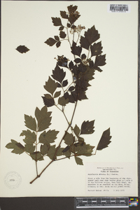 Ampelopsis arborea image